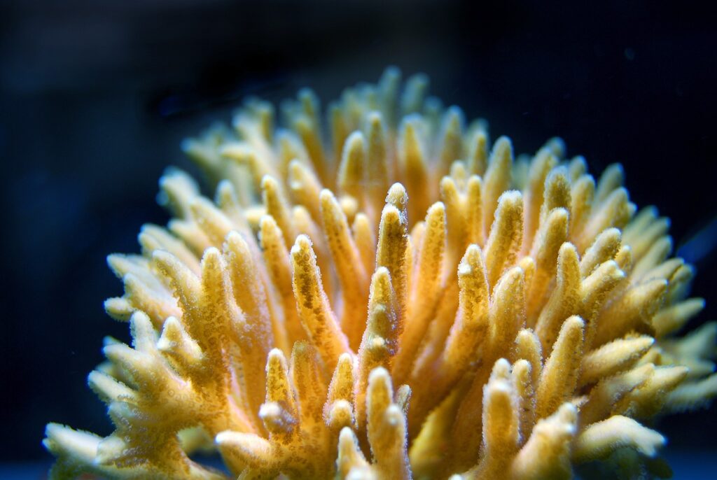 coral, reef, sea-2717228.jpg