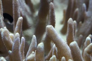 Red Sea coral reef