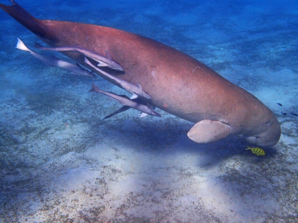 manatee, dugong, underwater world-1305781.jpg